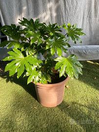 Aralia Giapponese "Fatsia japonica"