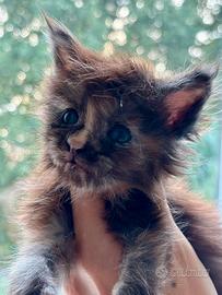 Maine Coon
