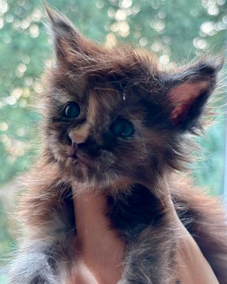 Maine Coon