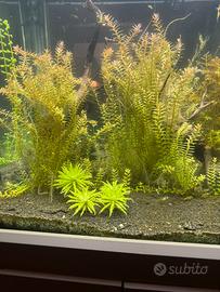 Piante acquario