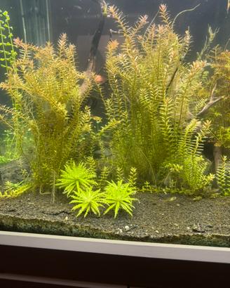 Piante acquario
