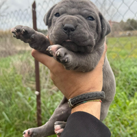 Cuccioli cane Corso