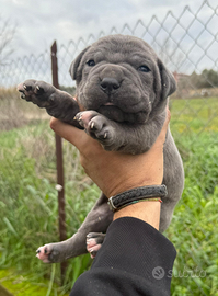 Cuccioli cane Corso