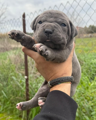 Cuccioli cane Corso