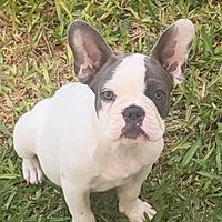 Bouledogue francese (bulldog)
