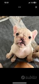 Bulldog francese
