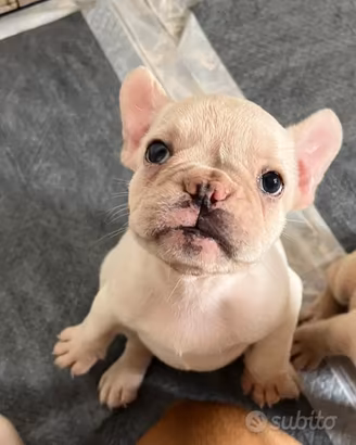 Bulldog francese