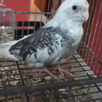 Calopsite allevata a mano