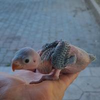 Pappagalli parrochetto del collare