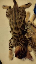 Cuciolo Bengal