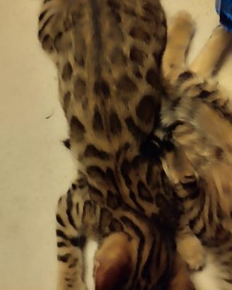 Cuciolo Bengal