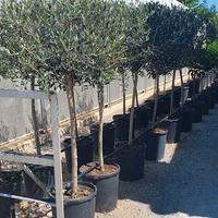 Pianta di ulivo adulta