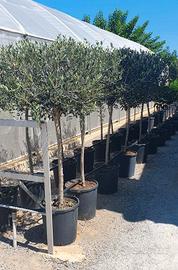 Pianta di ulivo adulta