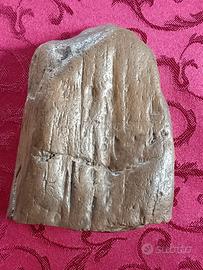 Minerali e fossili Legno fossile pietrificato