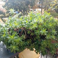 Pianta grassa grande, vaso rettangolare cm 42