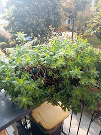 Pianta grassa grande, vaso rettangolare cm 42