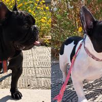 Bulldog Francese Cuccioli