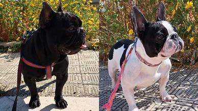 Bulldog Francese Cuccioli