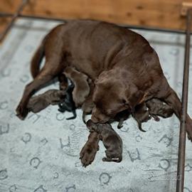 Labrador