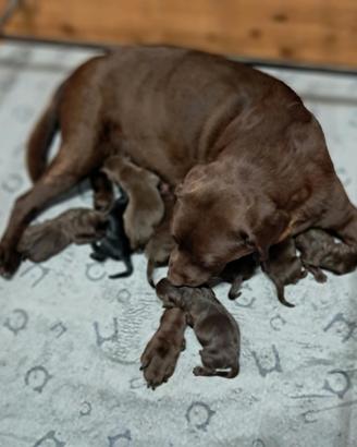 Labrador