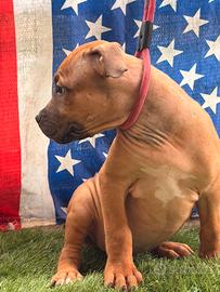 American Pitbull ukc