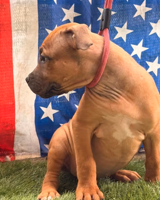 American Pitbull ukc