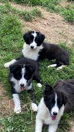 Cuccioli border collie maschi e femmine Beauty