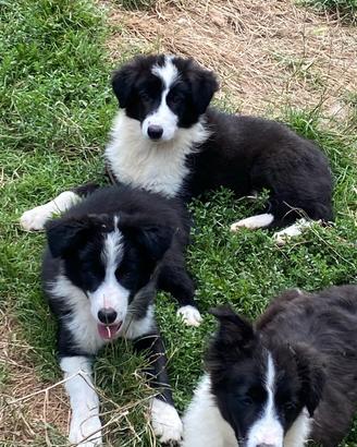 Cuccioli border collie maschi e femmine Beauty