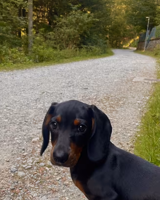 Cucciolo bassotto nano