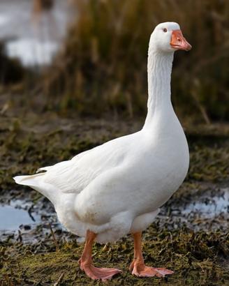 Oca romagnola