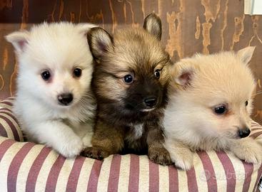 Cuccioli di spitz