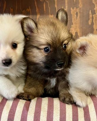 Cuccioli di spitz