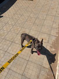 bulldog francese  di 5 mesi 