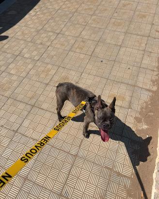 bulldog francese  di 5 mesi 