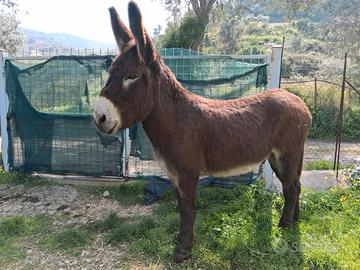 Asino ragusano castrato