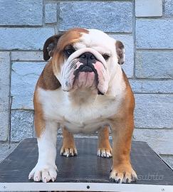 Bulldog inglese in monta