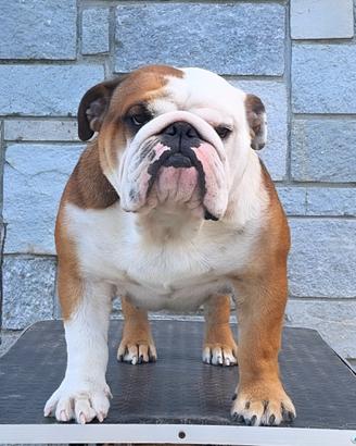 Bulldog inglese in monta