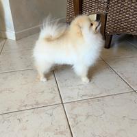 Spitz di Pomerania nano