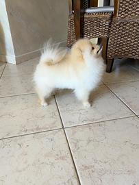 Spitz di Pomerania nano