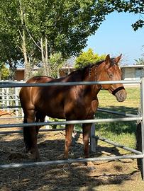 Cavallo