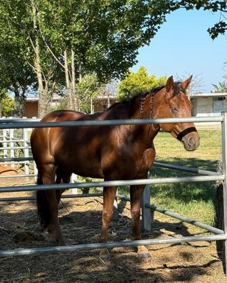 Cavallo
