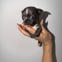 Chihuahua blu