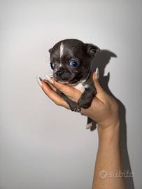 Chihuahua blu