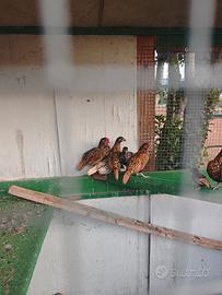 Gallinelle ornamentali sbrait