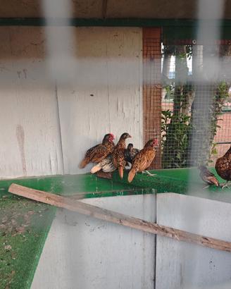 Gallinelle ornamentali sbrait