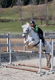 Pony
