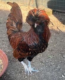 Galline padovane