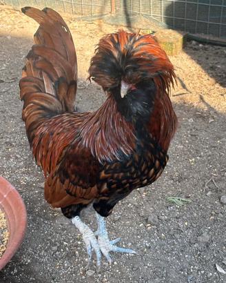 Galline padovane