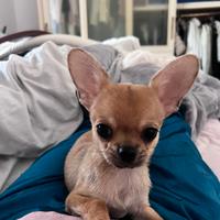 Cuccioli di chihuahua mini