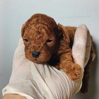 Cuccioli di Barboncini Toy